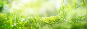 Gras-Mooslandschaft mit hellem Hintergrund